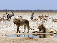 Etosha National Park, Full or Half-Day Game Drive - Housity