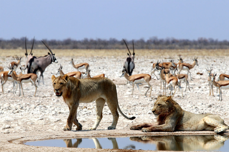 Etosha Nationaal Park: Hele of halve dag gamedriveTour van een halve dag