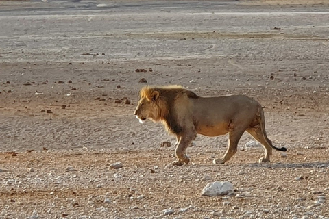 Etosha-Nationalpark: Ganz- oder halbtägige PirschfahrtHalbtagestour