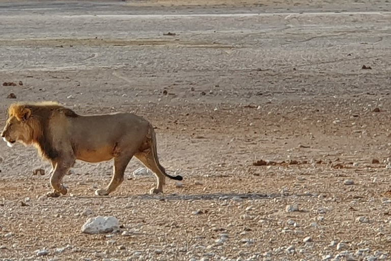 Etosha Nationaal Park: Hele of halve dag gamedriveTour van een halve dag