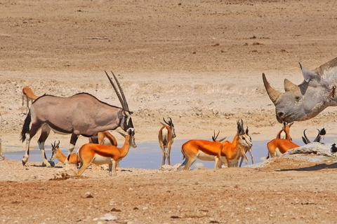 Etosha-Nationalpark: Ganz- oder halbtägige PirschfahrtHalbtagestour