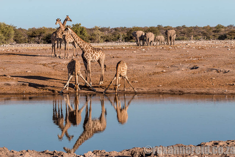 Etosha-Nationalpark: Ganz- oder halbtägige PirschfahrtHalbtagestour