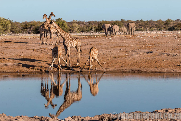 Etosha nationalpark: Hel- eller halvdags safariHalvdagstur