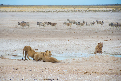 Etosha nationalpark: Hel- eller halvdags safariHalvdagstur