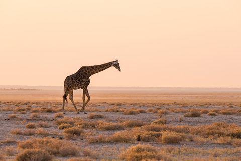 Etosha nationalpark: Hel- eller halvdags safariHalvdagstur