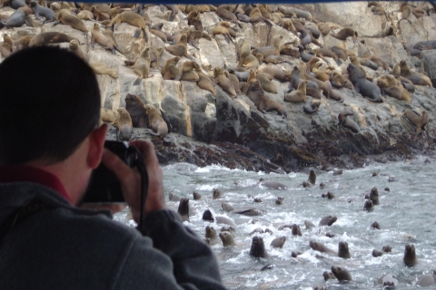 Palomino-eilanden: zwemmen met zeeleeuwen in Stille OceaanExcursie met trefpunt in Callao