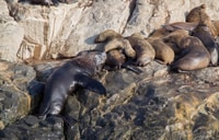 Isole di Palomino, nuotare con leoni marini nell'Oceano Pacifico - Housity