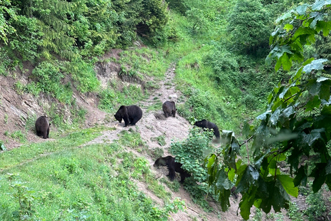 Brasov: Björnskådning i det vilda (från ett gömställe)