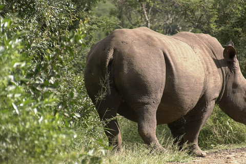 Safari de luxe de 7 jours : Aventure à Samburu, Nakuru et Masai Mara