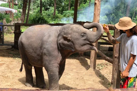 Khaolak: Elephant Interaction in Sanctuary with Bamboo Raft