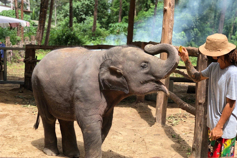 Khaolak: Santuário de elefantes com centro de conservação de tartarugasKhaolak: Excursão Privada de Conservação de Elefantes e Tartarugas Marinhas