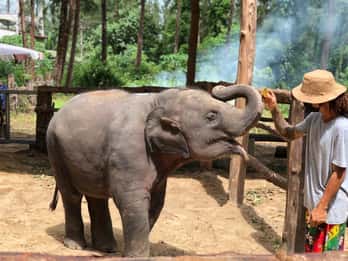 Khaolak: Elephant Interaction in Sanctuary with Bamboo Raft