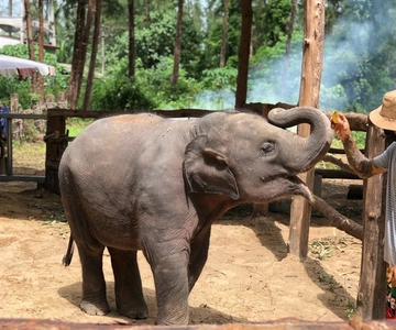 Khaolak: Elephant Interaction in Sanctuary with Bamboo Raft