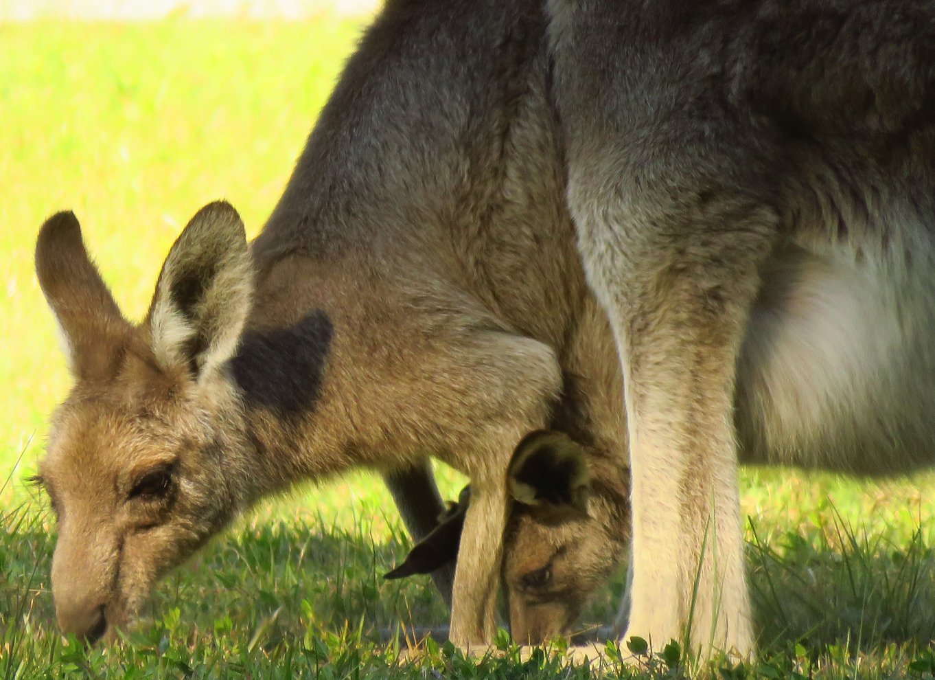 Byron Bay: Safari med vilde dyr hele dagen