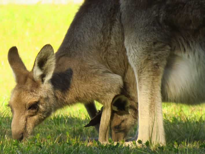 Byron Bay: Full-Day Wildlife Safari | GetYourGuide