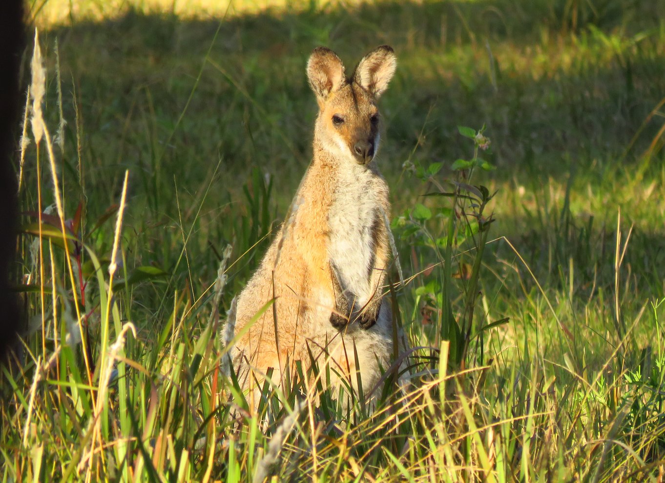 Byron Bay: Safari med vilde dyr hele dagen