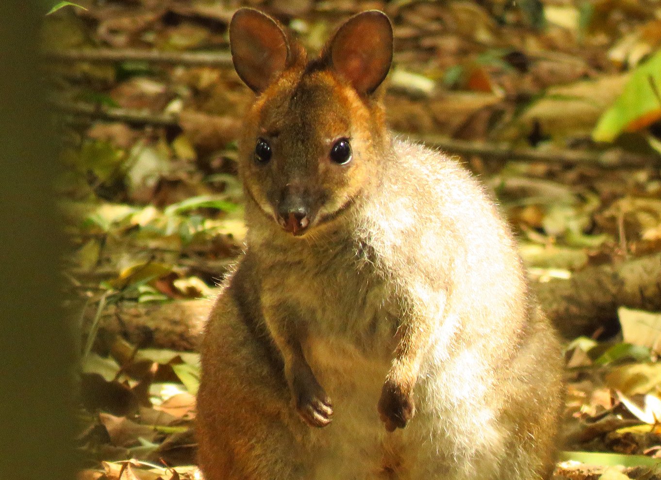 Byron Bay: Safari med vilde dyr hele dagen