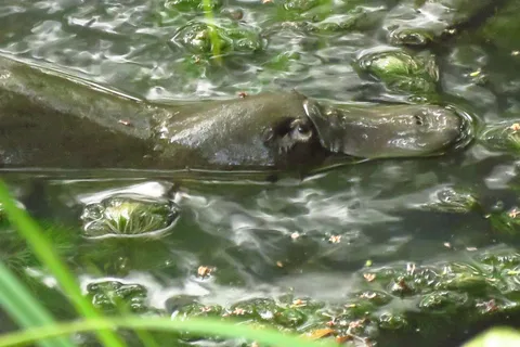 From Byron Bay: Platypus Spotting Walk