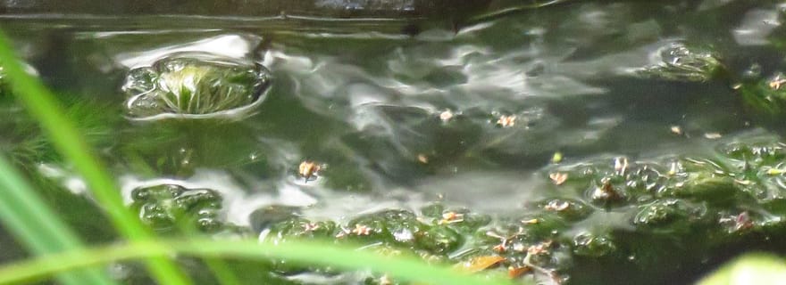 Depuis Byron Bay : Marche de repérage des ornithorynques