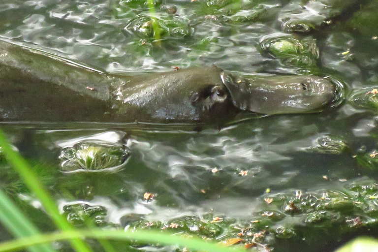 From Byron Bay: Platypus Spotting Walk