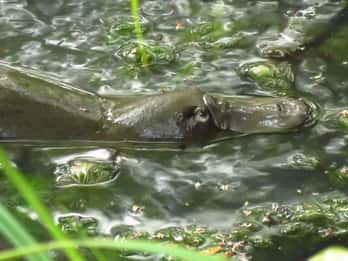 From Byron Bay: Platypus Spotting Walk