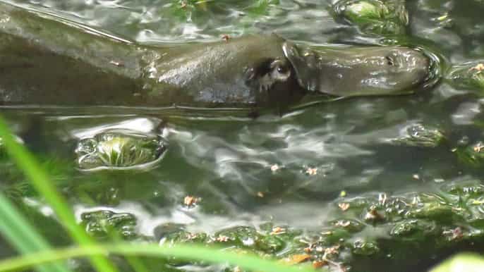 from byron bay platypus spotting walk