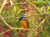 Van Byron Bay, Platypus Spotting Walk - Housity
