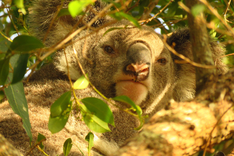 From Byron Bay: Platypus Spotting Walk