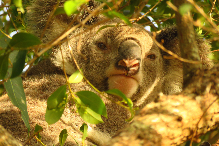 From Byron Bay: Platypus Spotting Walk
