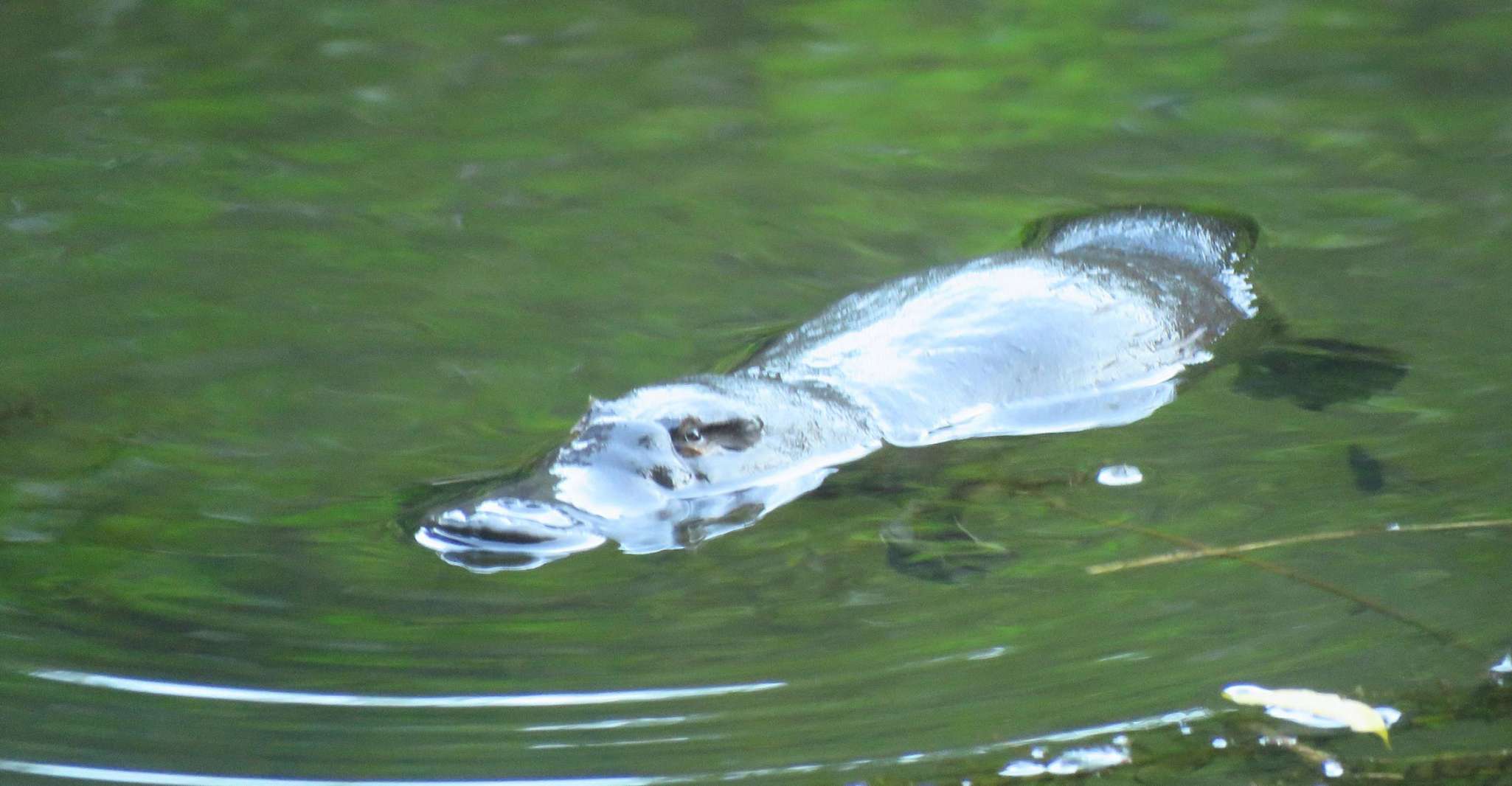 From Byron Bay, Platypus Spotting Walk - Housity