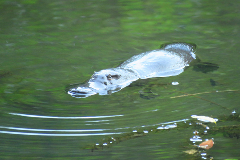 From Byron Bay: Platypus Spotting Walk