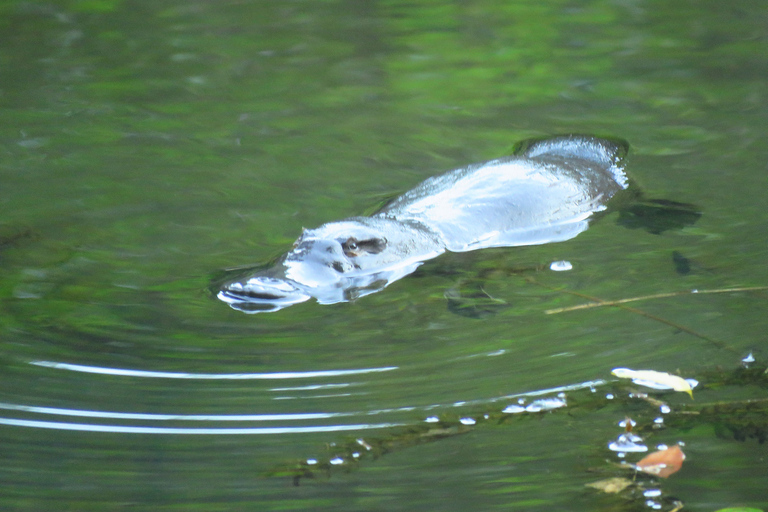 From Byron Bay: Platypus Spotting Walk