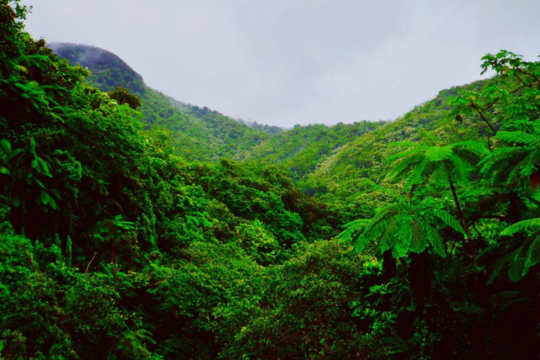 San Juan: El Yunque Rainforest Guided Hike with Swimming