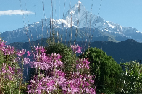 Ab Pokhara: 3-tägige Wanderung im Himalaya