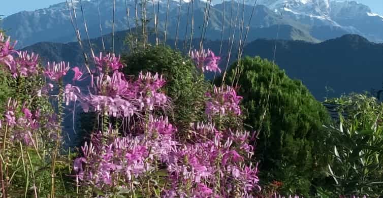 山採り天然　ツリバナ　3 山採り天然 ツリバナ 3