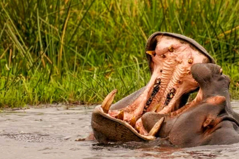 Schotia Safari – Big 5 Experience with High Lion Sightings