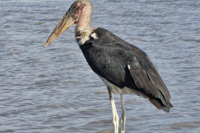 Golden Hour Safari: Afternoon Game Drive in Nairobi park National Park, Elephant Orphanage & Giraffe Private- Van