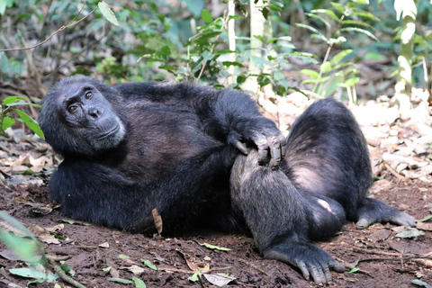 4天基巴莱森林黑猩猩追踪私人游4-Day Kibale Forest Chimpanzee Tracking Private Safari