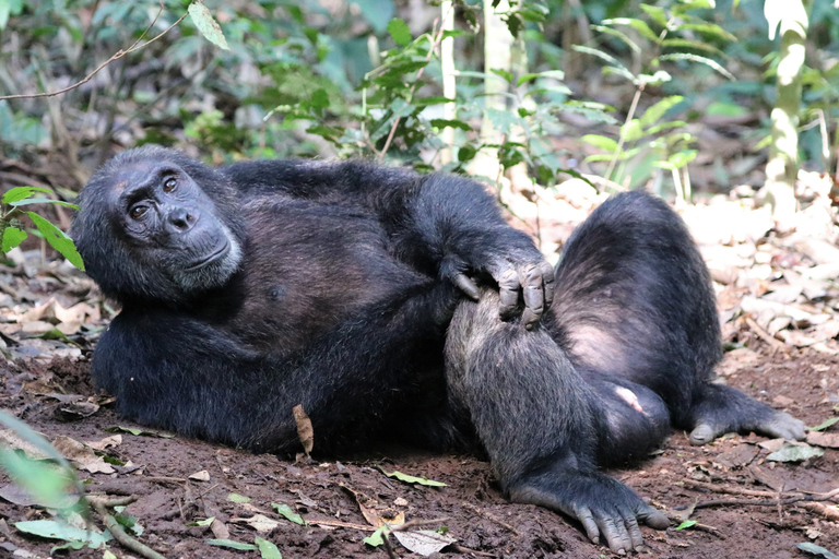4天基巴莱森林黑猩猩追踪私人游4-Day Kibale Forest Chimpanzee Tracking Private Safari