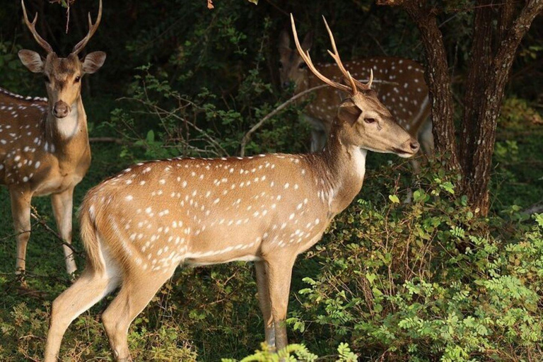 From Riu Hotel: Yala National Park Private Safari day trip