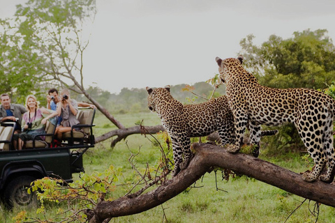 Nationaal park Amboseli: Dagvullende tour vanuit Nairobi