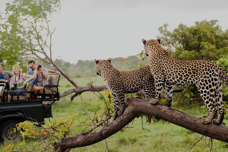 Amboseli National Park: Ganztagestour von Nairobi aus