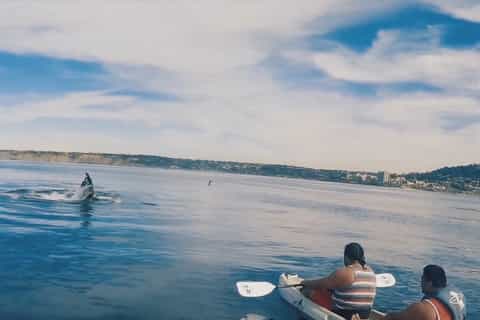 la jolla kayak whale watching tour