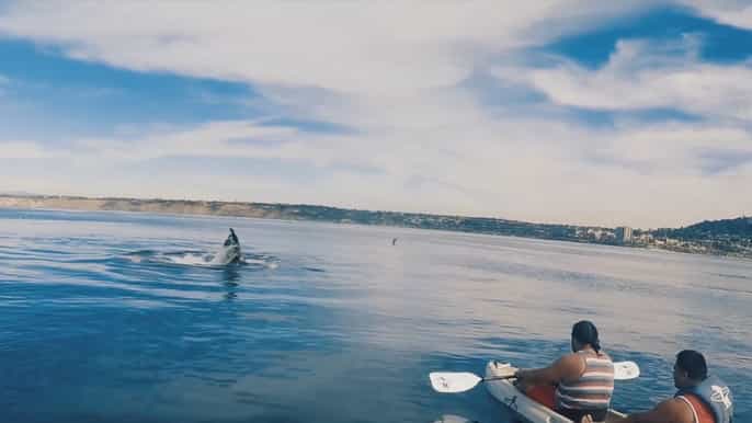 la jolla kayak whale watching tour