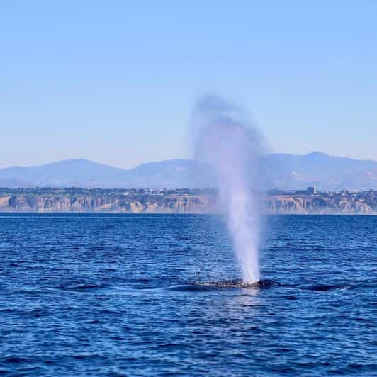 La Jolla Cove Whale Watching