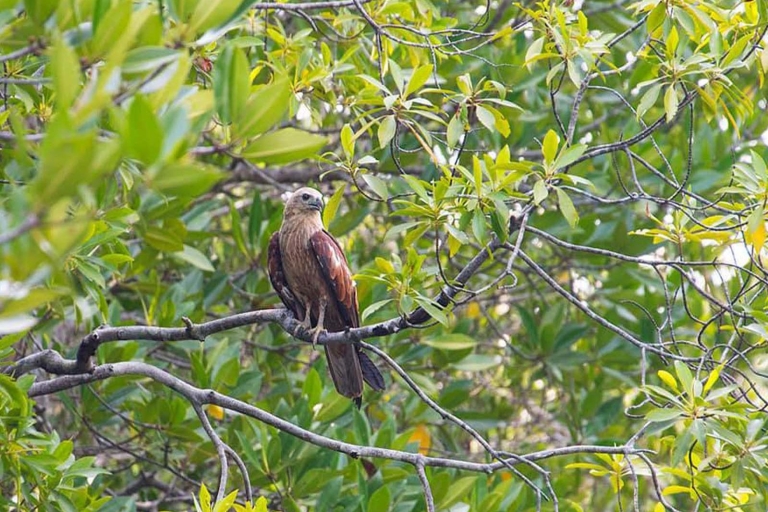 Ko Lanta: los manglares en góndola de lujo privada
