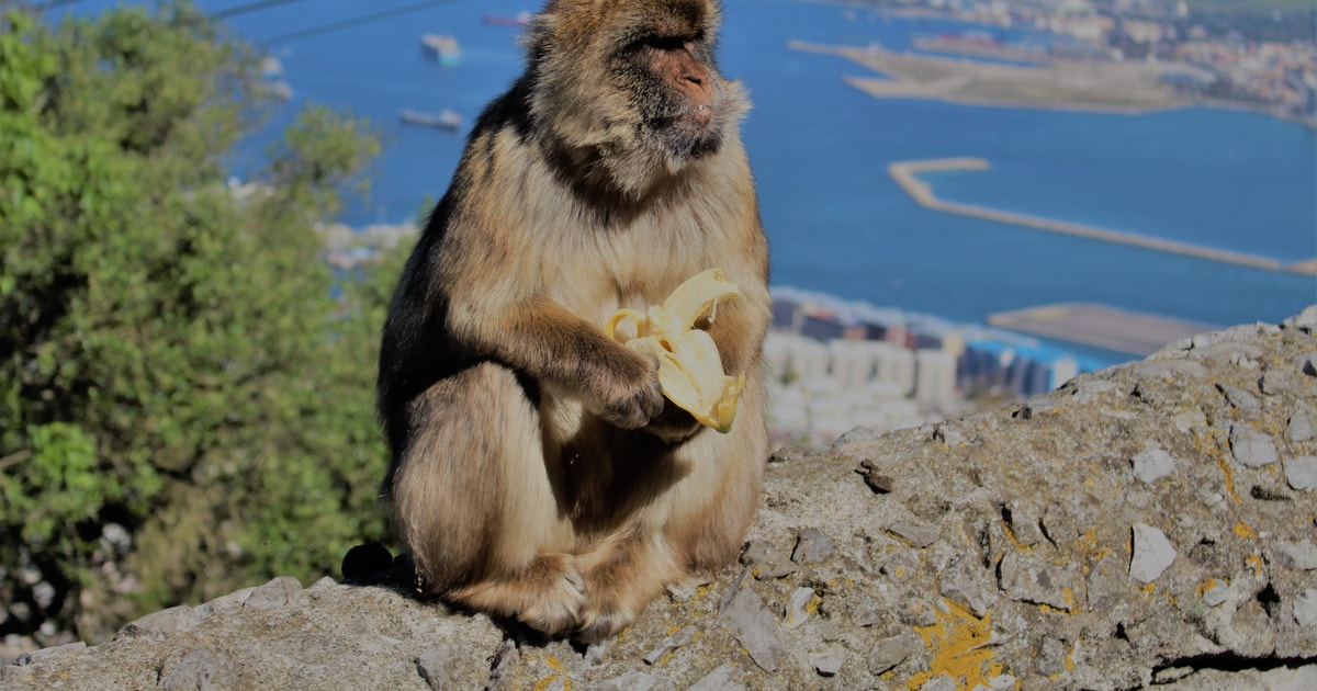 Von Sevilla aus Ganztägige Tagestour nach Gibraltar GetYourGuide