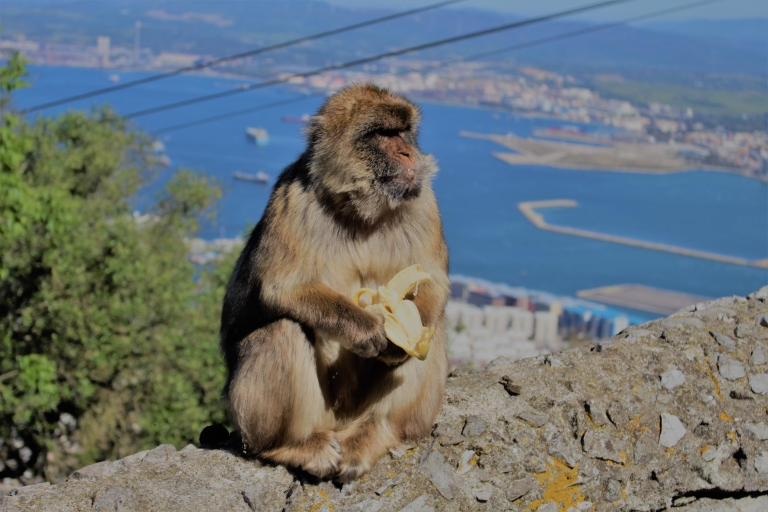 Depuis Séville : excursion d’un jour à GibraltarExcursion partagée avec point de rencontre