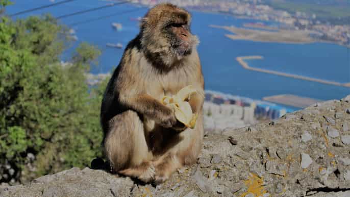 from seville fullday trip to gibraltar