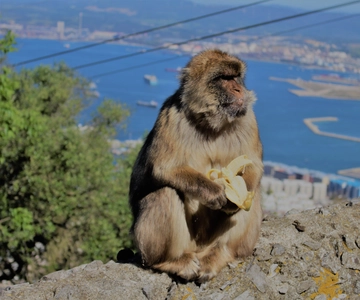 From Seville: Full-Day Trip to Gibraltar